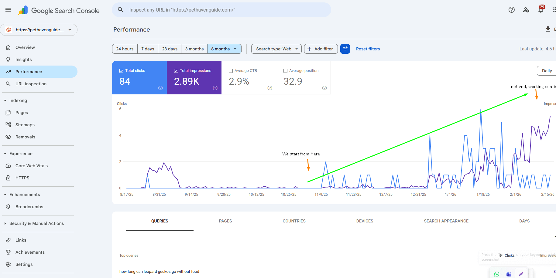 Pet Haven SEO Case Study